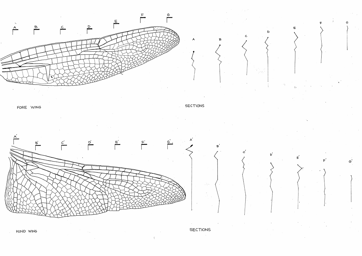Wing forms and sectional studies