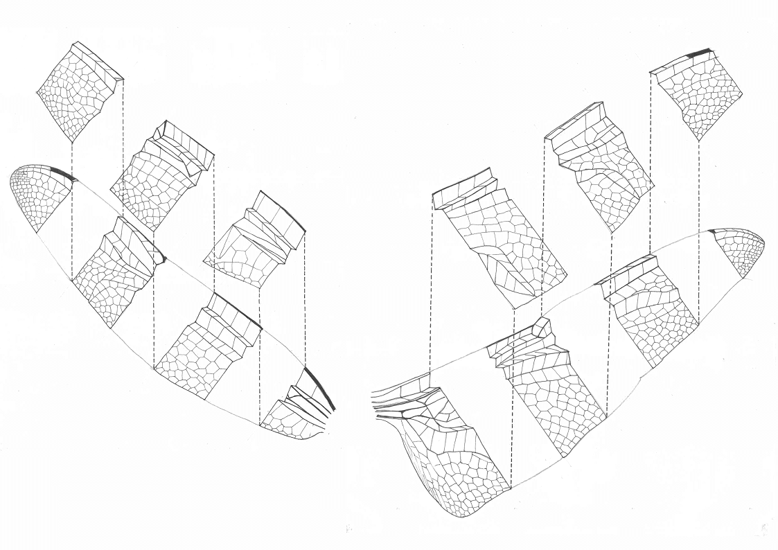 Exploded wing form studies