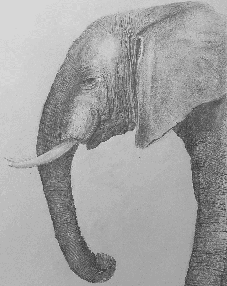 Graphite drawing of an elephant